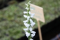 Spiranthes aestivalis  Sommerwendelähre