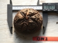 Bild 1 von Schildkrötenpflanze Dioscorea elephantipes OM2