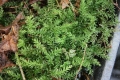 Mnium hornum Schwanenhals-Sternmoos  Moospflanze