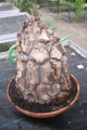 Bild 28 von Schildkrötenpflanze Dioscorea elephantipes 