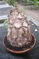 Bild 30 von Schildkrötenpflanze Dioscorea elephantipes 4-5 cm