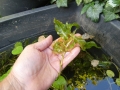 Bild 3 von Potamogeton lucens  Glänzendes Laichkraut