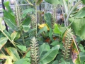 Bild 5 von Hedychium gardnerianum   Kahili Ingwer   Schmetterlingsingwer