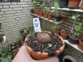Bild 1 von Schildkrötenpflanze Dioscorea elephantipes  K20