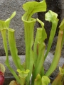 Sarracenia flava, gelbblütige Schlauchpflanze