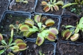 Bild 6 von Dionaea muscipula, Venusfliegenfalle