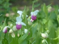 Cypripedium-Hybriden  Reginae