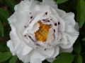 Bild 3 von Paeonia rockii ssp. linyanshanii