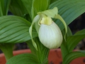 Cypripedium-Hybriden weiß