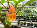 Impatiens auricome ,Orangen-Lieschen