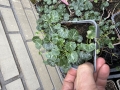 Bild 2 von Korsisches Zimbelkraut   Cymbalaria hepaticifolia