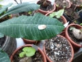 Bild 3 von Schildkrötenpflanze Dioscorea elephantipes --Saat-- 20 Korn