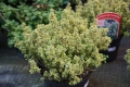 Bild 2 von Goldrand Thymian   Thymus x citriodorus