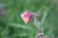 Bild 1 von Geum rivale rosa-rot  Bachnelkenwurz