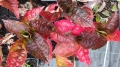 Bild 2 von Hydrangea macrophylla  