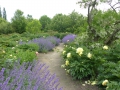 Bild 2 von Paeonia X Bartzella  ITOH-Pfingstrose