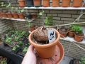 Schildkrötenpflanze Dioscorea elephantipes  Z5