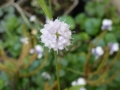 Bild 2 von Succisella inflexa  Moorbiss , Moorabbiss , eingebogener Moorabbis