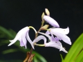 Bletilla striata blue  Japanorchidee