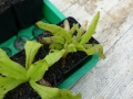 Bild 4 von Pinguicula grandiflora ssp. rosea x vallisneriifolia