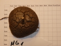 Bild 2 von Schildkrötenpflanze Dioscorea elephantipes MG1