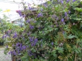 Bild 7 von Rankender Eisenhut Aconitum volubile