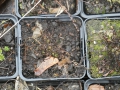 Bild 8 von Drosera rotundifolia, rundblättriger Sonnentau