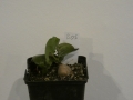 Schildkrötenpflanze Dioscorea elephantipes B05