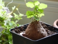 Bild 9 von Schildkrötenpflanze Dioscorea elephantipes  