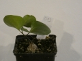 Schildkrötenpflanze Dioscorea elephantipes B13