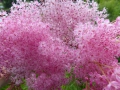 Bild 3 von Filipendula ulmaria rubra  Echtes Mädesüß