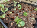 Bild 1 von Schildkrötenpflanze Dioscorea elephantipes 2-5 cm Anfängerpflanze zum ausprobieren
