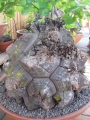 Bild 37 von Schildkrötenpflanze Dioscorea elephantipes 4-5 cm