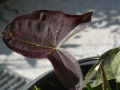 Sagittaria australis  Nordamerikanisches Pfeilkraut