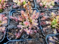 Bild 8 von Drosera intermedia, mittlerer Sonnentau