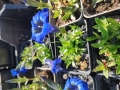 Bild 2 von Gentiana acaulis, stengelloser Enzian