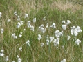 Eriophorum vaginatum, Scheidenwollgras