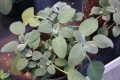 Salbei  Salbei officinalis