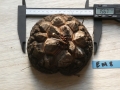 Bild 1 von Schildkrötenpflanze Dioscorea elephantipes EM8