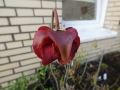 Bild 2 von Sarracenia leucophylla, bunte Schlauchpflanze