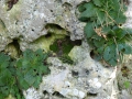 Bild 4 von  Ramonda pyrenaica   Pyrenäen-Felsenteller