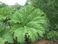 Gunnera manicata Riesenblatt Mammutblatt