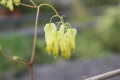 Dicentra macrocapnos  Rankendes Tränendes Herz