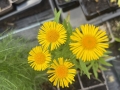 Bild 1 von Inula britanica  Sumpf-Alant