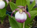 Bild 3 von Cypripedium-Hybriden rosa/weiß