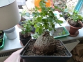 Bild 5 von Schildkrötenpflanze Dioscorea elephantipes
