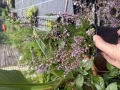 Bild 1 von Calluna vulgaris  Besenheide Wildform
