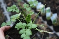 Bild 2 von Oenanthe stolonifera  Koreanischer Wasserfenchel  Vietnamesische Petersilie