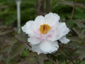 Bild 2 von Paeonia rockii  Strauchpfingstrose