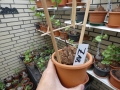 Bild 1 von Schildkrötenpflanze Dioscorea elephantipes  Z18